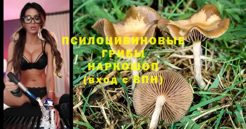 даркнет сайт  Кимры  Галлюциногенные грибы Magic Shrooms 